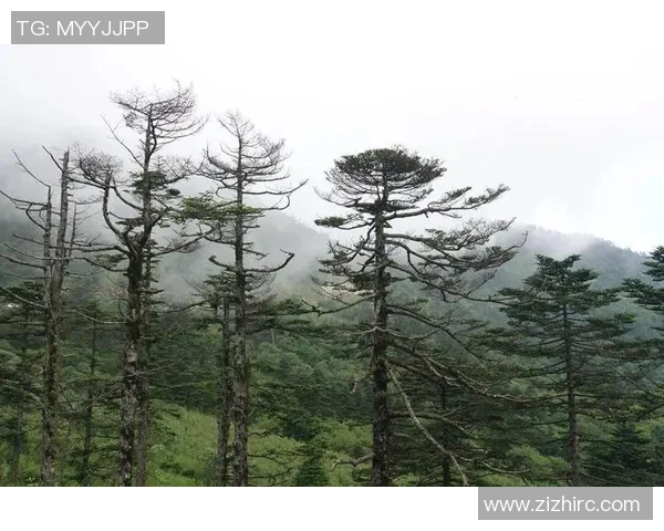 深圳攀岩队攻防战术的创新与发展探索之路